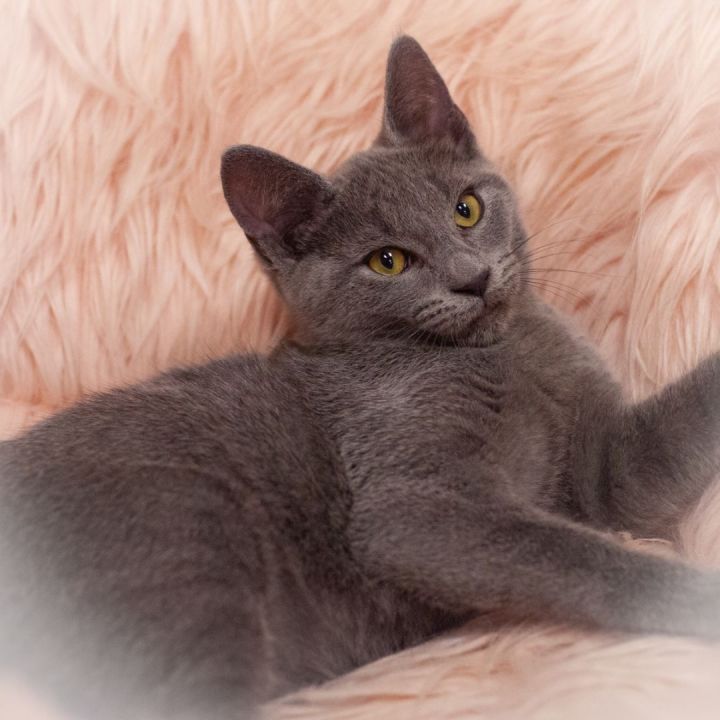 Zore, an adopted Russian Blue & Domestic Short Hair Mix in Ponte Vedra, FL_image-6