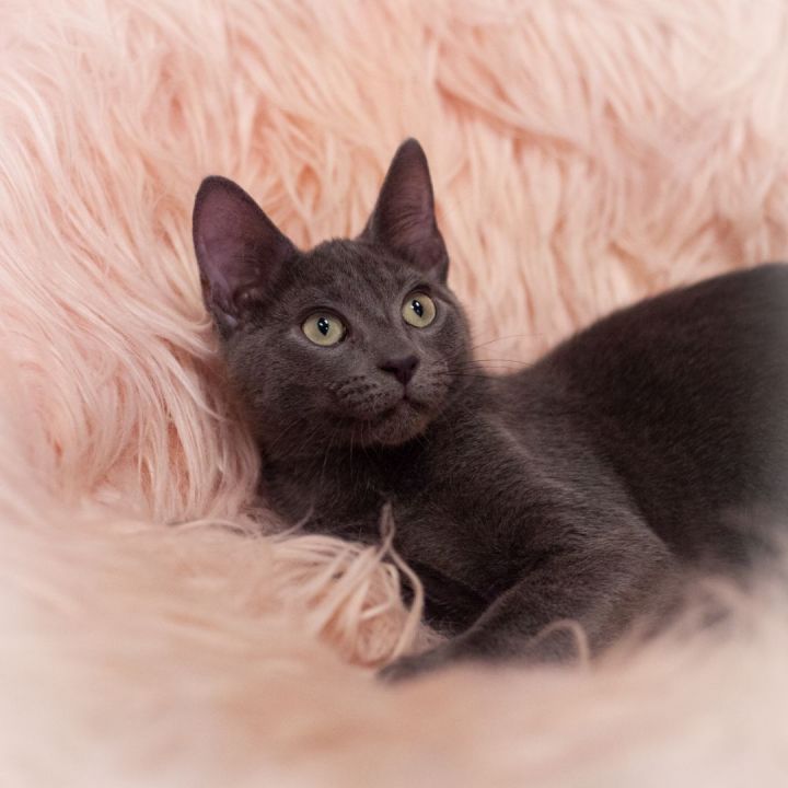 Zain, an adopted Russian Blue & Domestic Short Hair Mix in Ponte Vedra, FL_image-1
