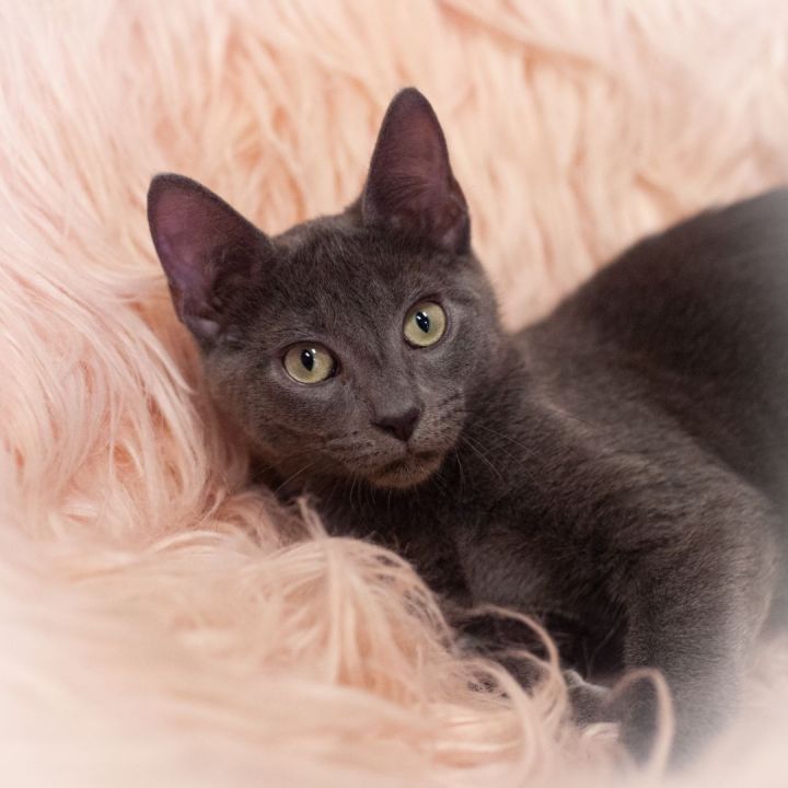 Zain, an adopted Russian Blue & Domestic Short Hair Mix in Ponte Vedra, FL_image-3