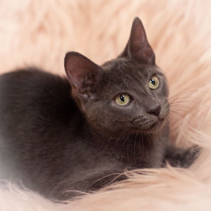 Zain, an adopted Russian Blue & Domestic Short Hair Mix in Ponte Vedra, FL_image-4