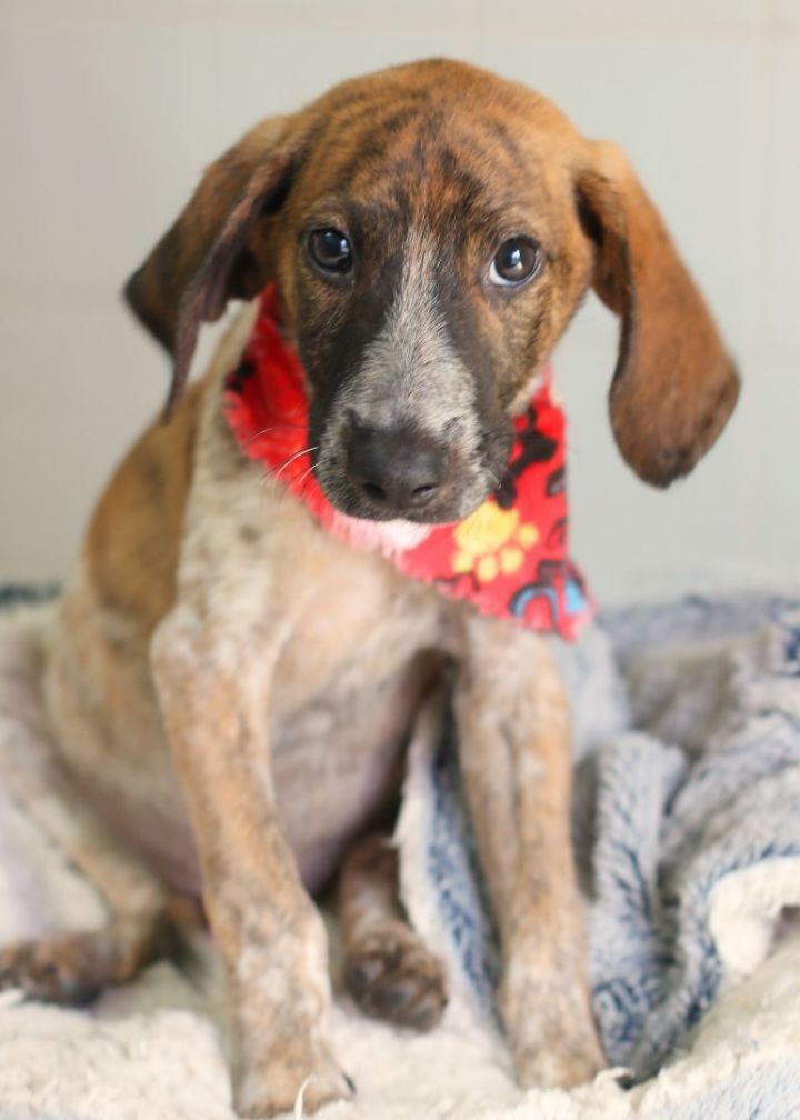 Jethro, an adopted English Coonhound Mix in new orleans, LA_image-1