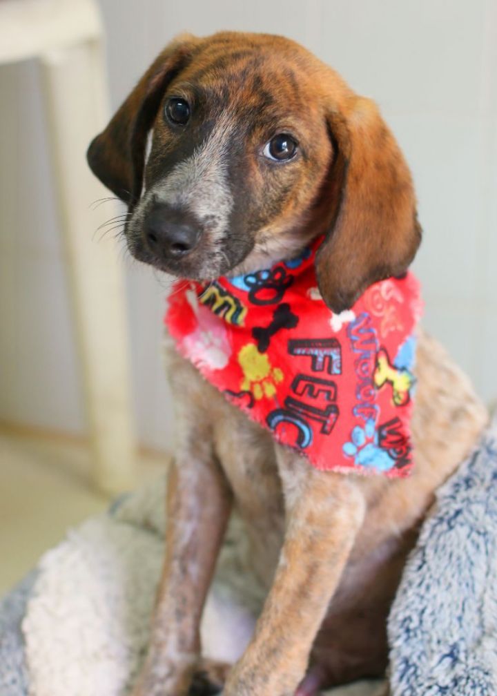 Jethro, an adopted English Coonhound Mix in new orleans, LA_image-2
