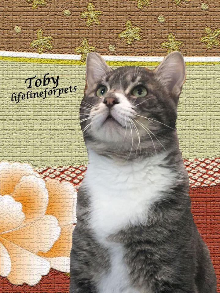 TOBY 4