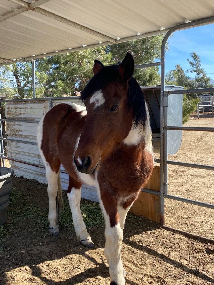 Horse for adoption Carson , a Paint / Pinto in Littlerock, CA Petfinder