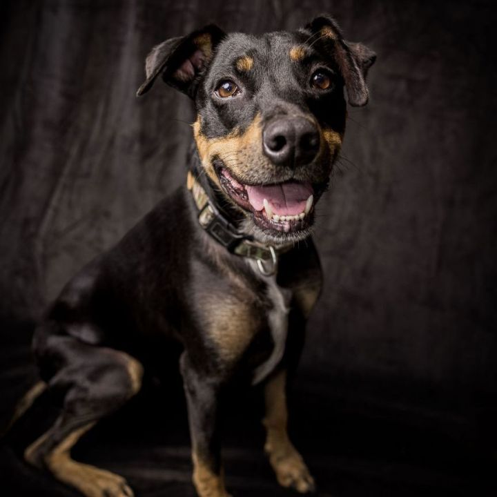 Blue heeler 2024 ridgeback mix