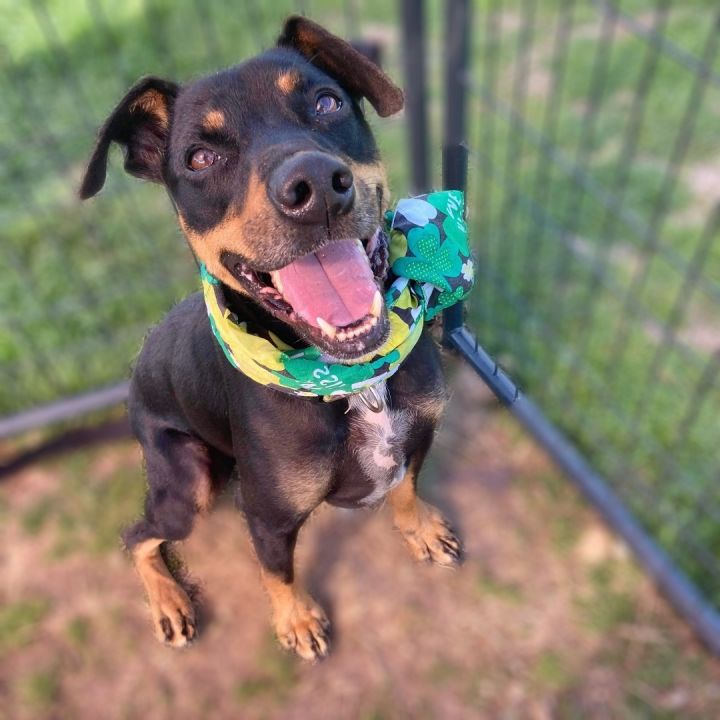 Rhodesian ridgeback cattle dog 2024 mix