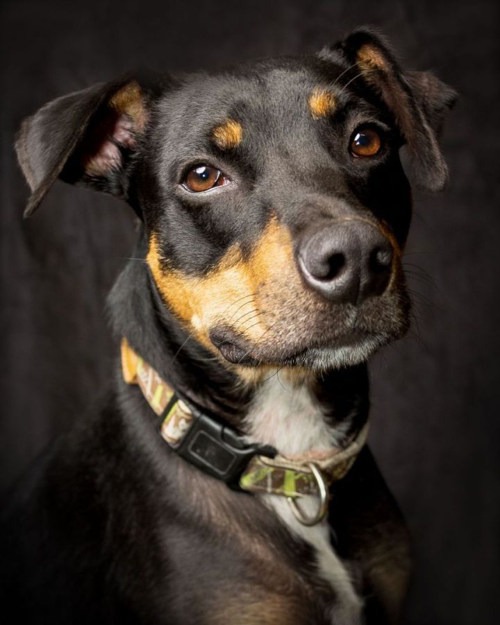 Rhodesian ridgeback heeler store mix