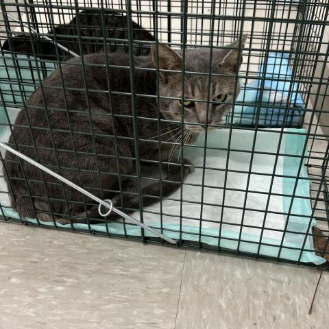 Andy - Barn/Working Cat, an adoptable Domestic Short Hair in ATOKA, TN, 38004 | Photo Image 1