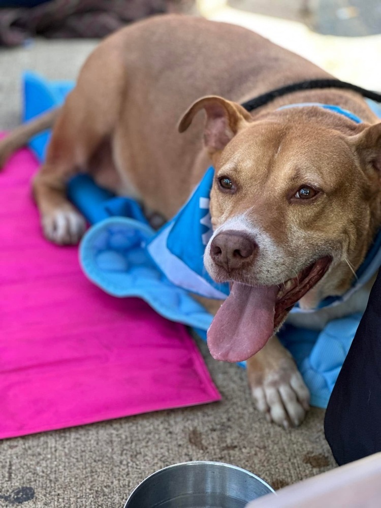 Neville (19D-0027), an adoptable Labrador Retriever, Terrier in Corinth, MS, 38834 | Photo Image 1