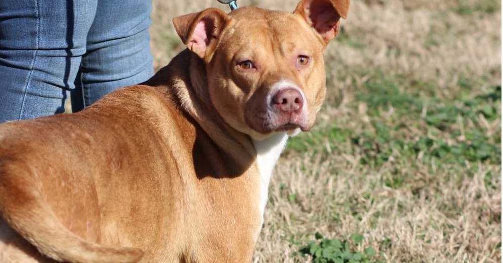 Neville (19D-0027), an adoptable Labrador Retriever, Terrier in Corinth, MS, 38834 | Photo Image 2