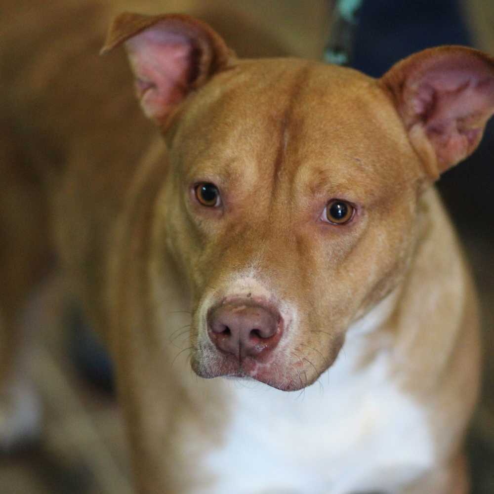 Neville (19D-0027), an adoptable Labrador Retriever, Terrier in Corinth, MS, 38834 | Photo Image 3