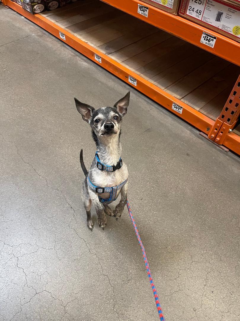 Smokey, an adoptable Chihuahua, Dachshund in Tucson, AZ, 85716 | Photo Image 1