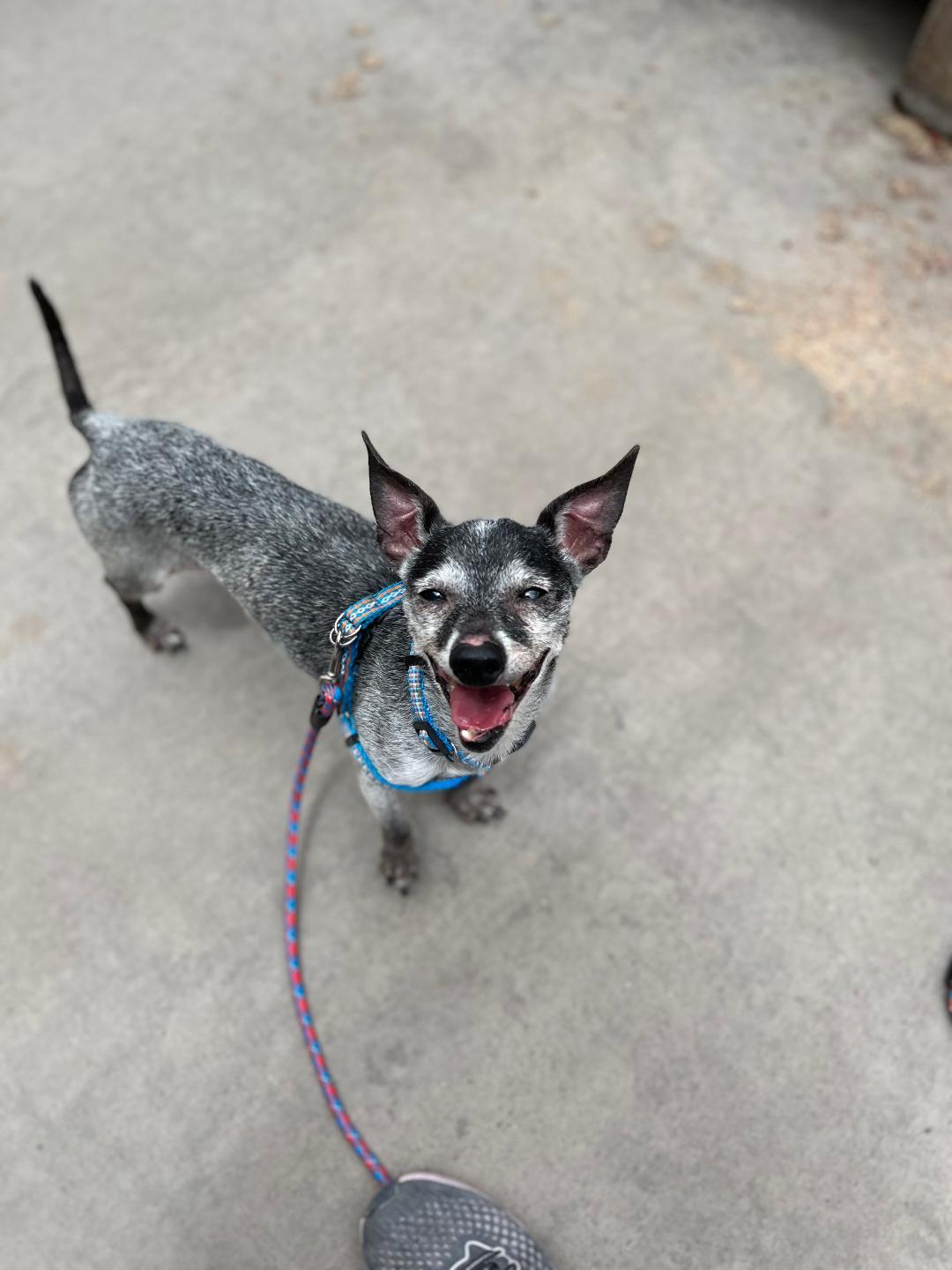 Smokey, an adoptable Chihuahua, Dachshund in Tucson, AZ, 85716 | Photo Image 2