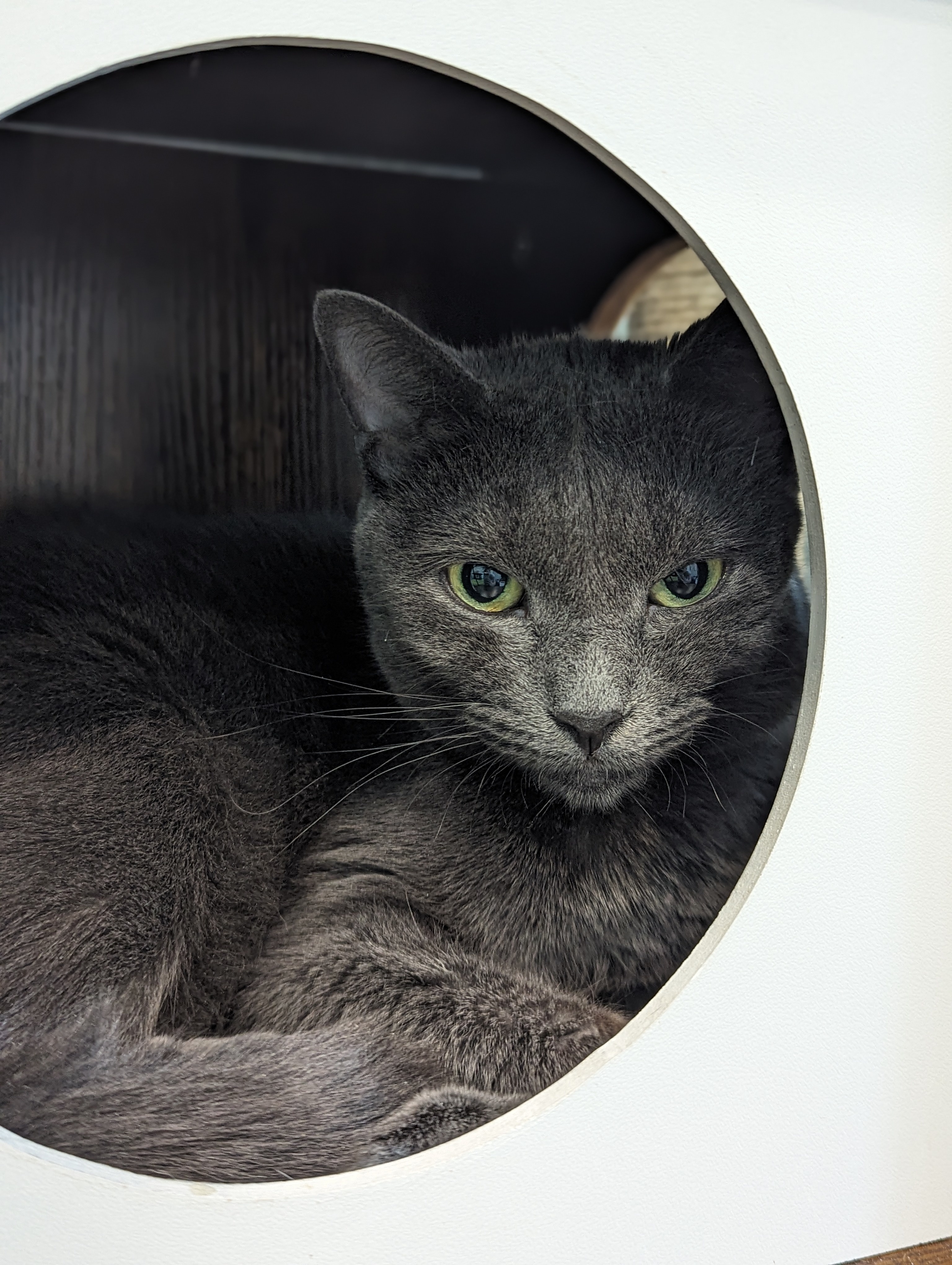 Stevie (Smokey), an adoptable Russian Blue in St Petersburg, FL, 33710 | Photo Image 1