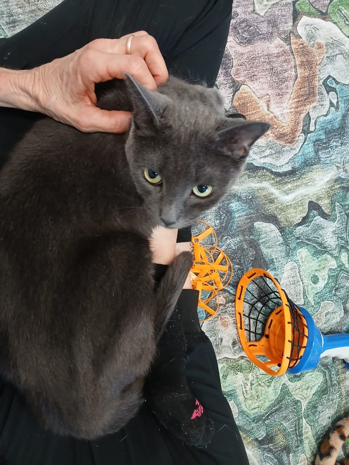 Stevie (Smokey), an adoptable Russian Blue in St Petersburg, FL, 33710 | Photo Image 1
