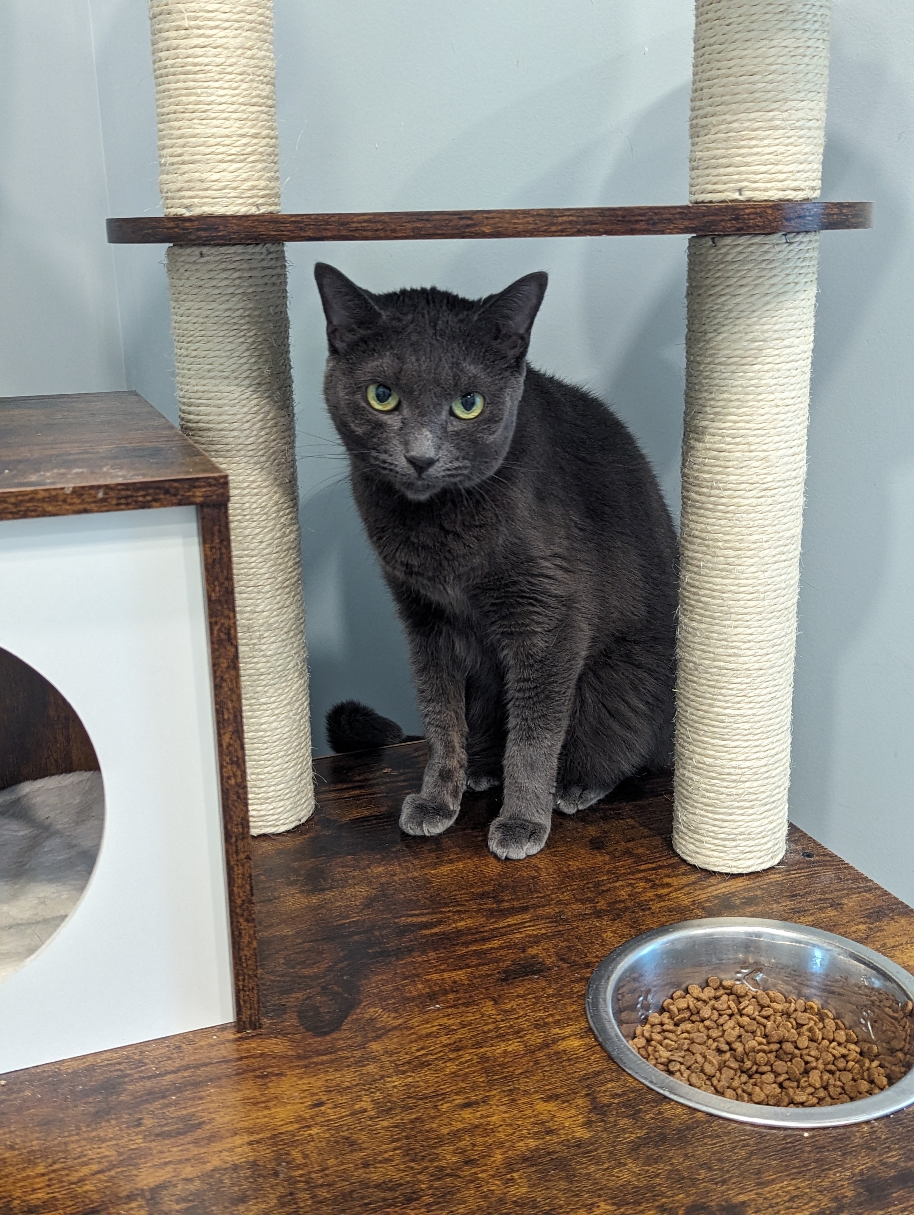Stevie (Smokey), an adoptable Russian Blue in St Petersburg, FL, 33710 | Photo Image 2