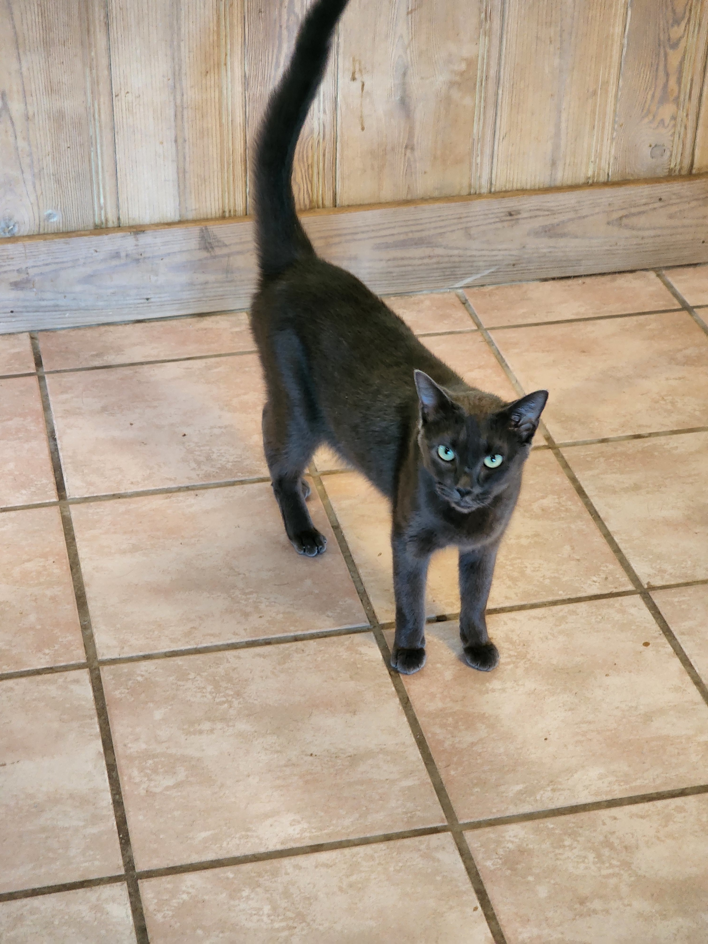 Stevie (Smokey), an adoptable Russian Blue in St Petersburg, FL, 33710 | Photo Image 3