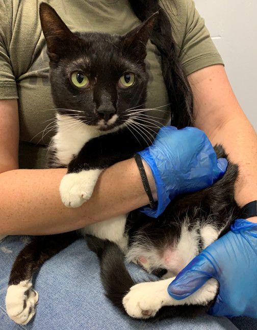 Mr. Clean, an adoptable Domestic Short Hair in St Petersburg, FL, 33710 | Photo Image 1