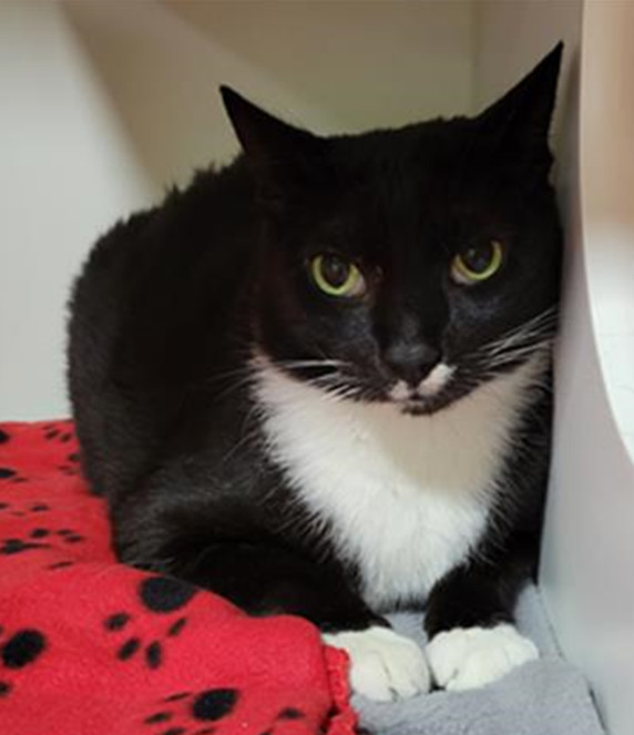 Mr. Clean, an adoptable Domestic Short Hair in St Petersburg, FL, 33710 | Photo Image 2