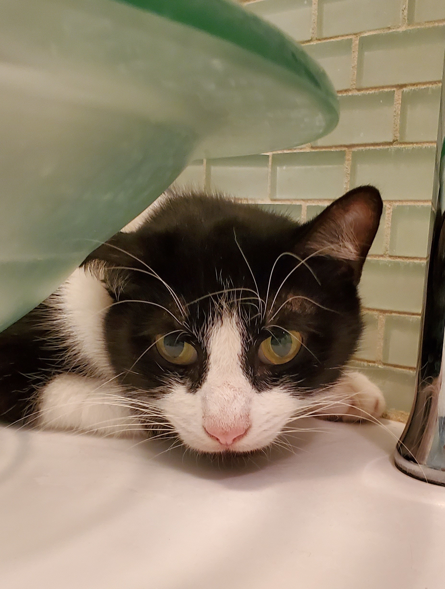 Oreo Freeman, an adoptable Domestic Short Hair in St Petersburg, FL, 33710 | Photo Image 1