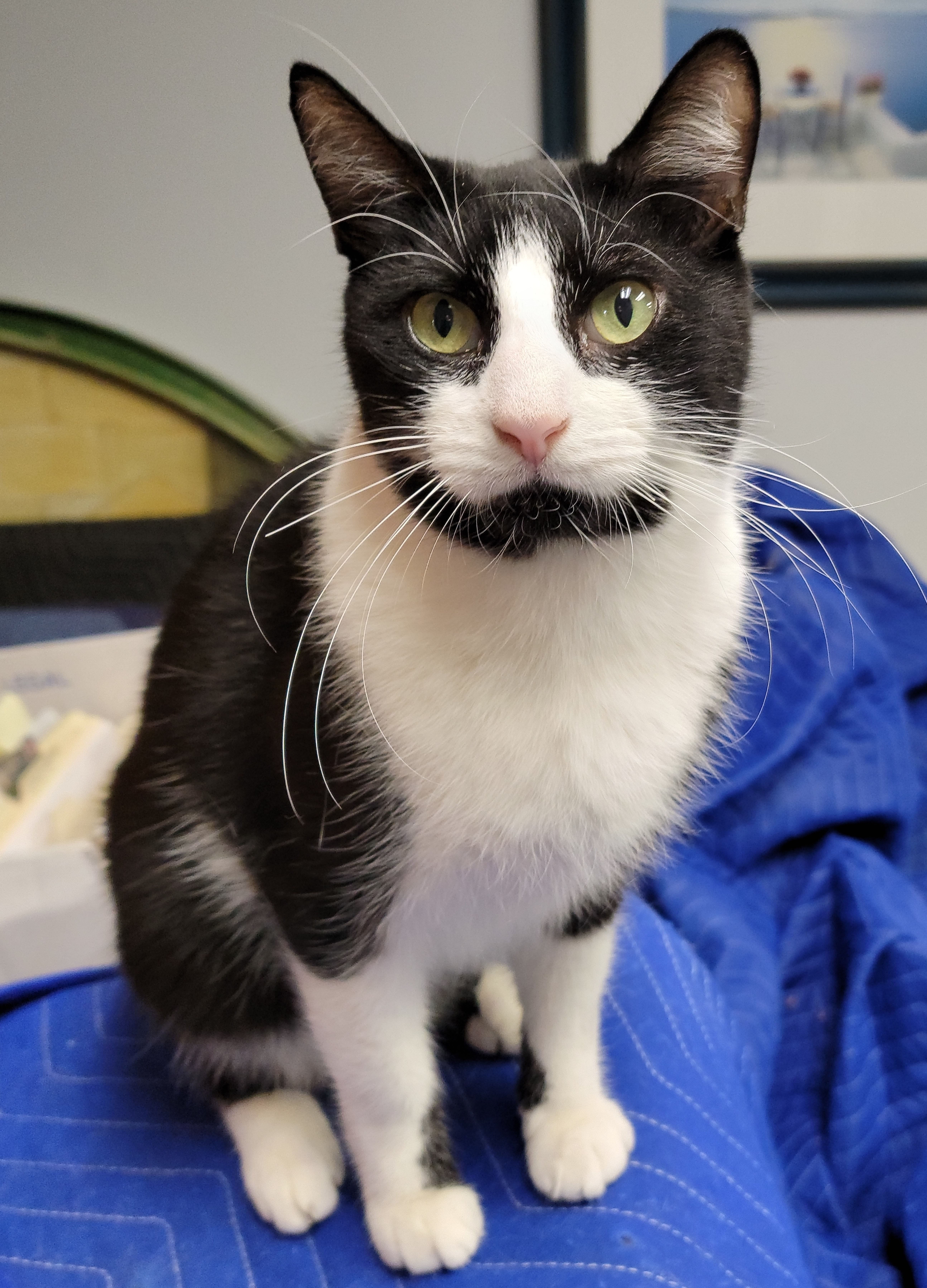 Oreo Freeman, an adoptable Domestic Short Hair in St Petersburg, FL, 33710 | Photo Image 2