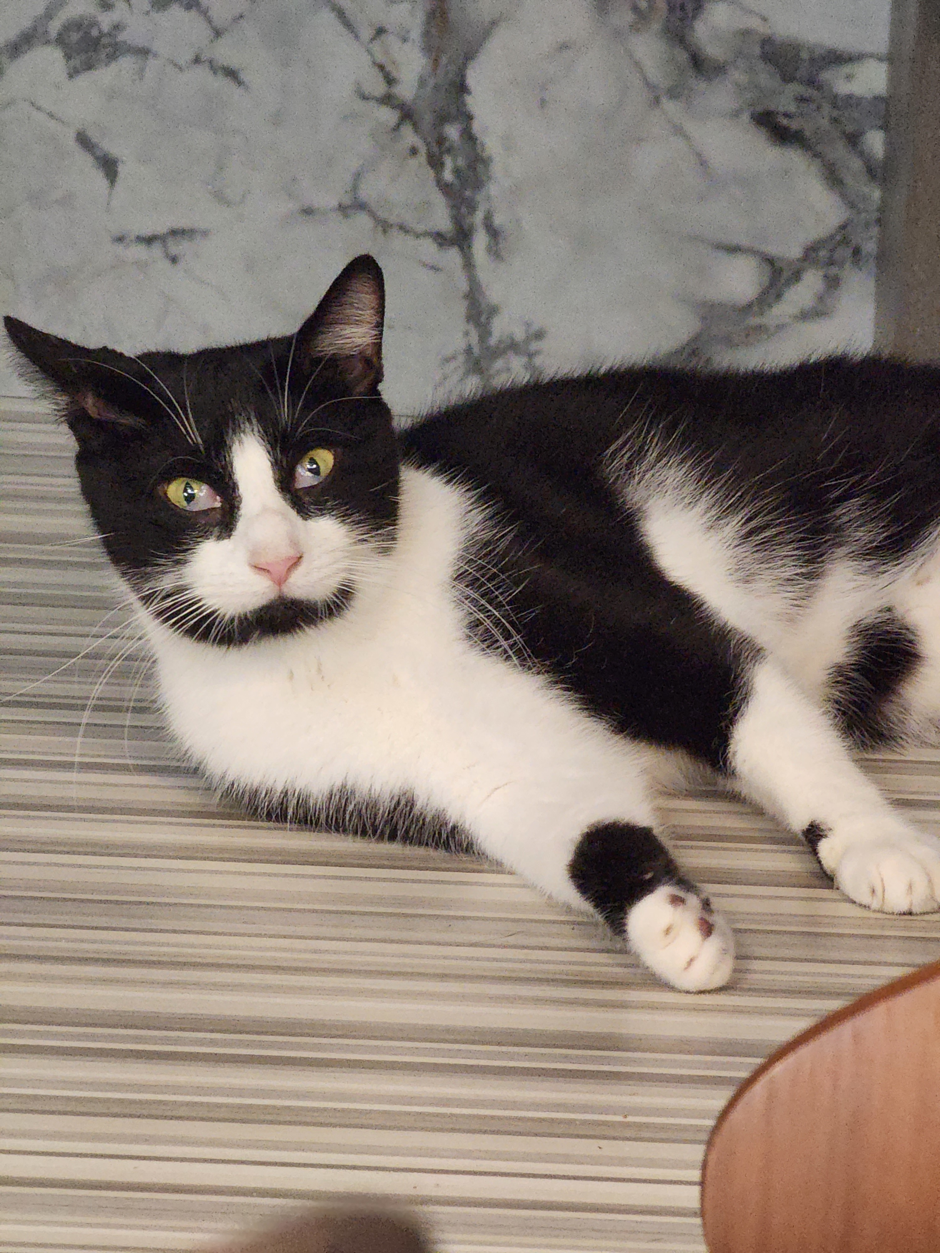 Oreo Freeman, an adoptable Domestic Short Hair in St Petersburg, FL, 33710 | Photo Image 3