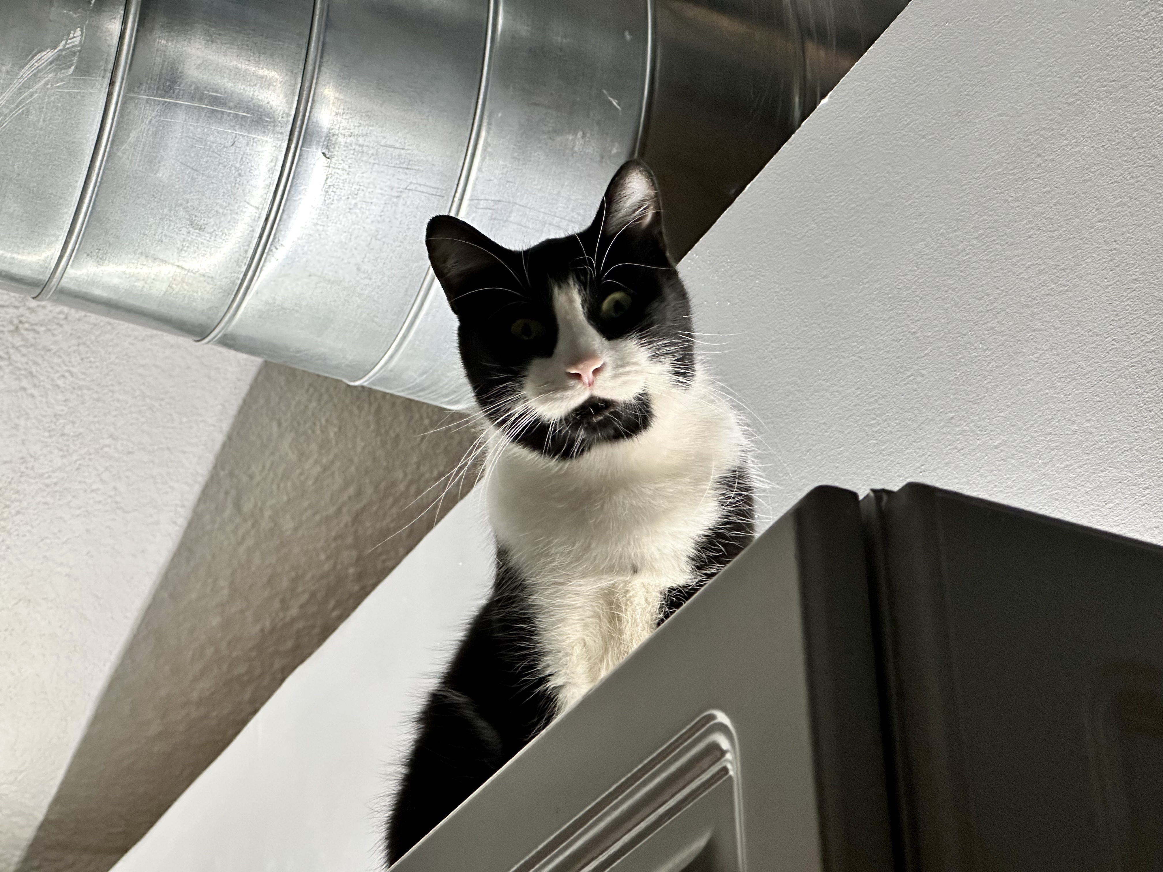 Oreo Freeman, an adoptable Domestic Short Hair in St Petersburg, FL, 33710 | Photo Image 4