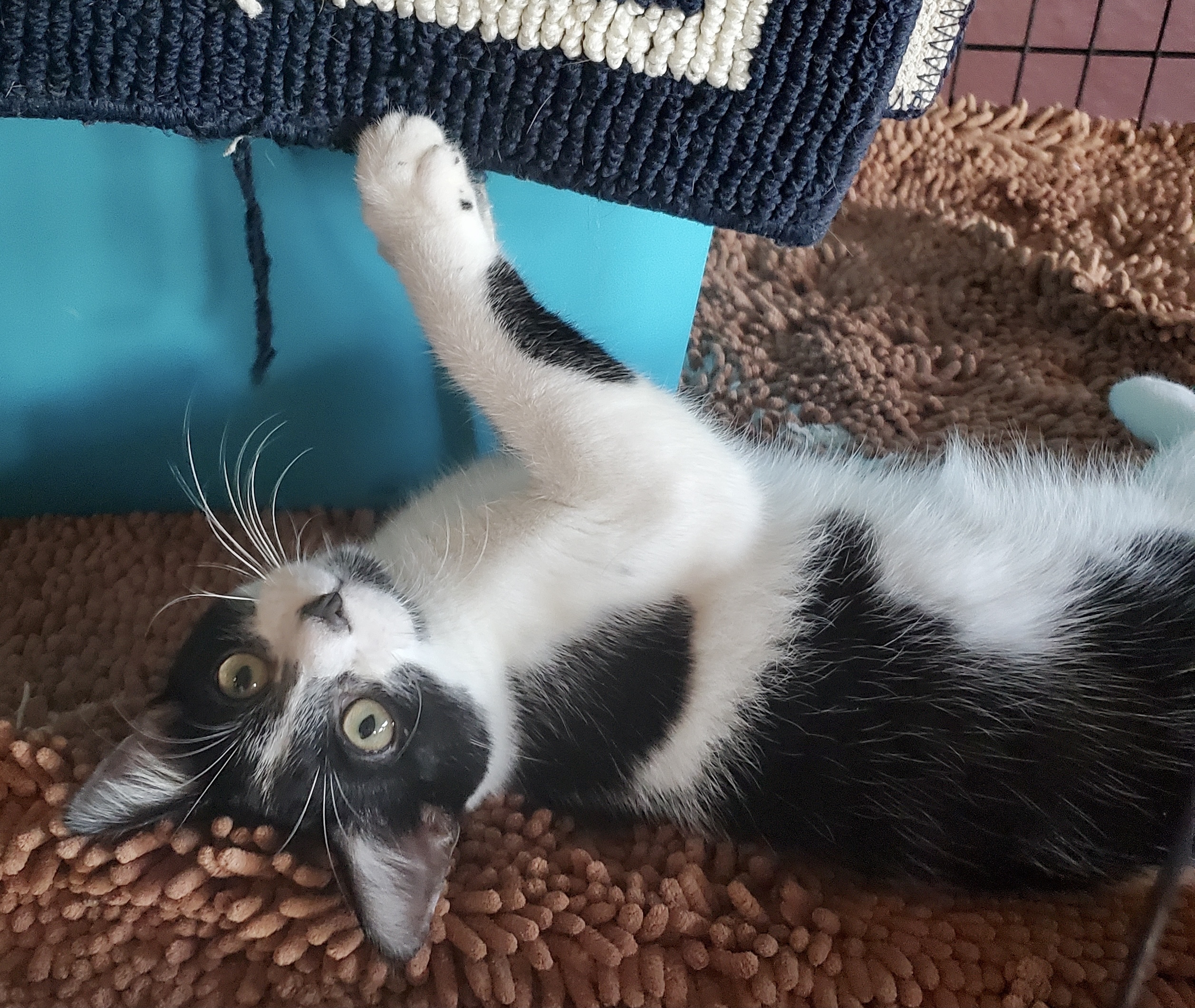 Corey, an adoptable Domestic Short Hair in St Petersburg, FL, 33710 | Photo Image 1