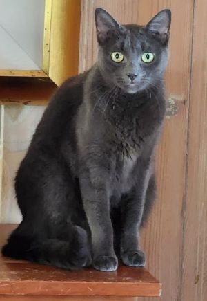 Nicky Slater, Adult Male Russian Blue