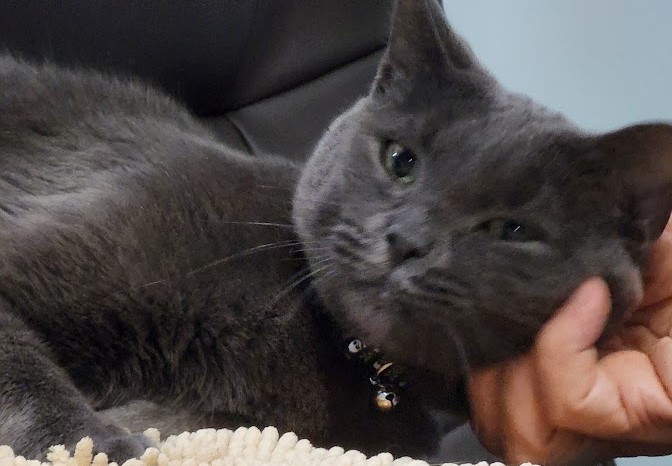 Nicky Slater, an adoptable Russian Blue in St Petersburg, FL, 33710 | Photo Image 2