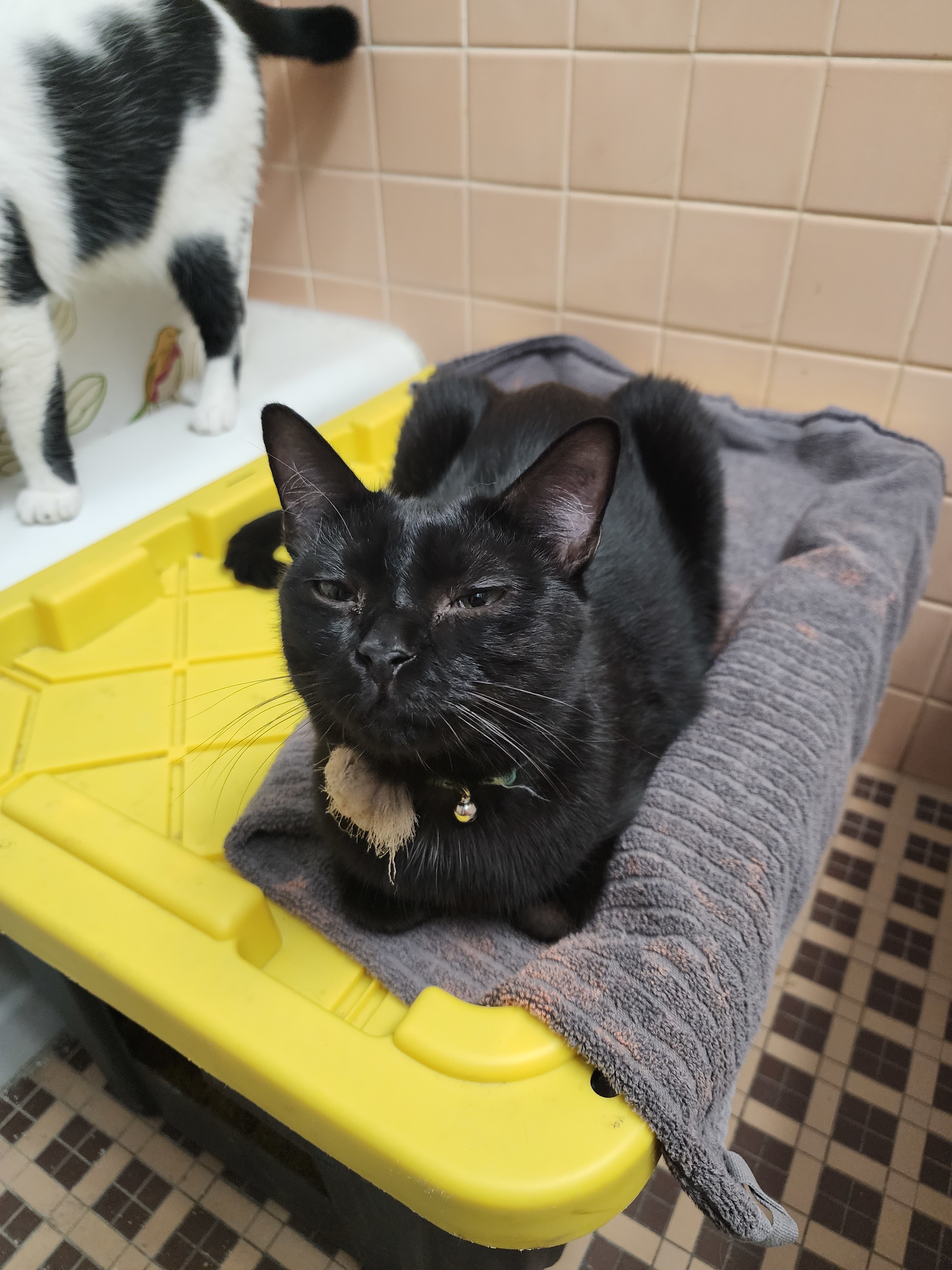 Tucker, an adoptable Domestic Short Hair in St Petersburg, FL, 33710 | Photo Image 1