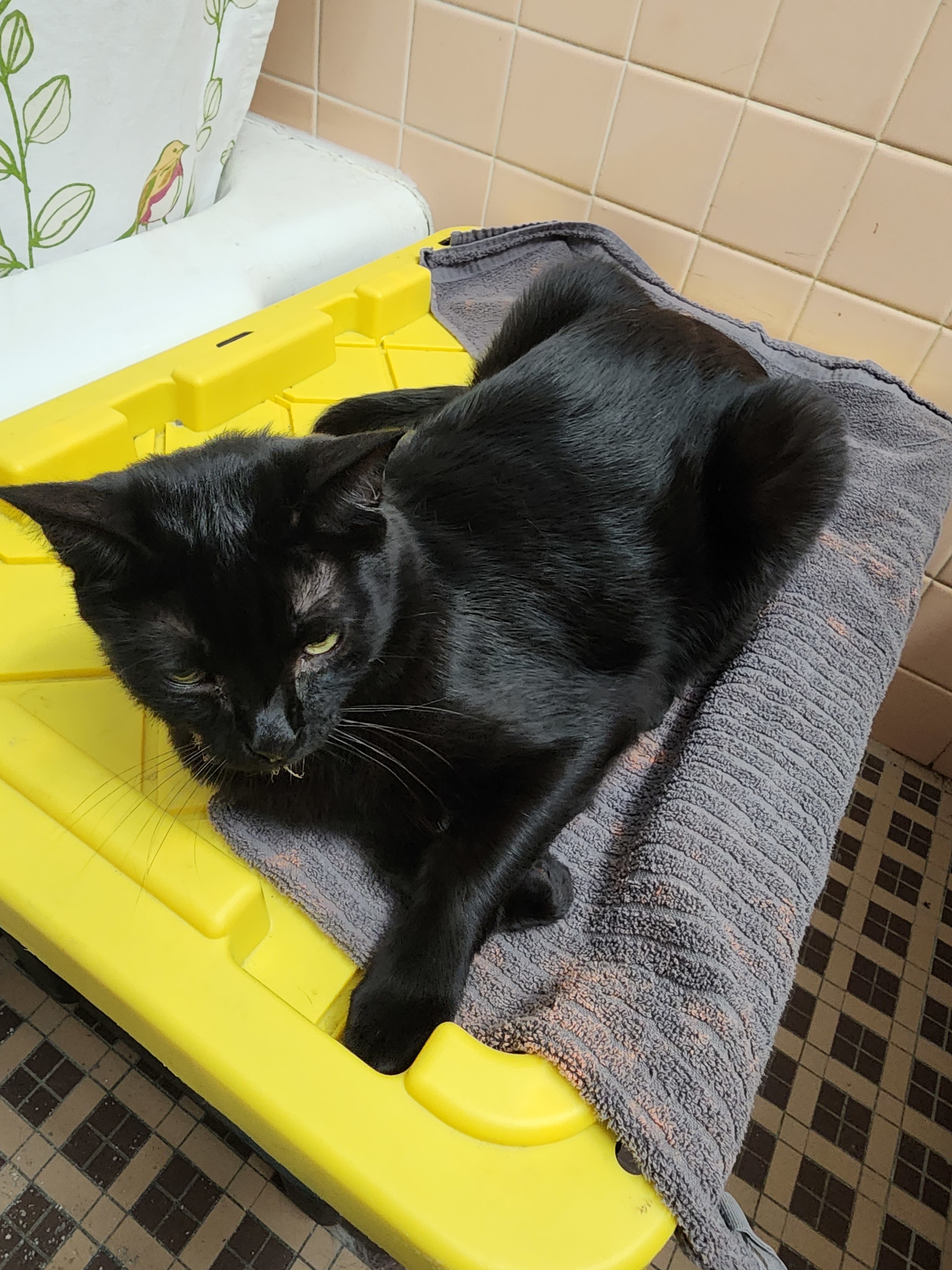 Tucker, an adoptable Domestic Short Hair in St Petersburg, FL, 33710 | Photo Image 2