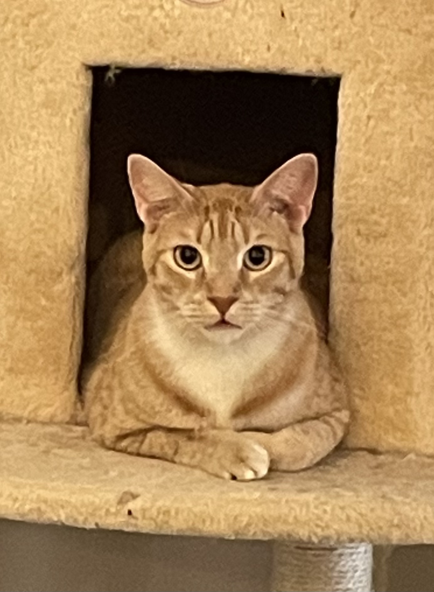 Tumeric (Queenie litter 2), an adoptable Domestic Short Hair in St Petersburg, FL, 33710 | Photo Image 1