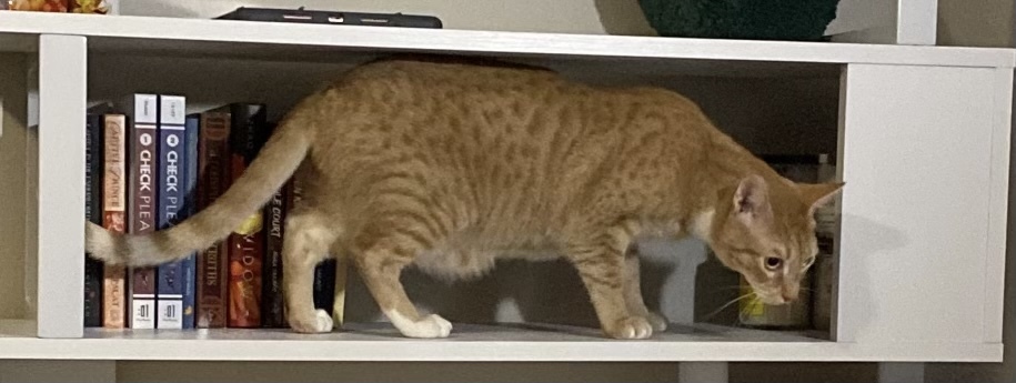 Tumeric (Queenie litter 2), an adoptable Domestic Short Hair in St Petersburg, FL, 33710 | Photo Image 2