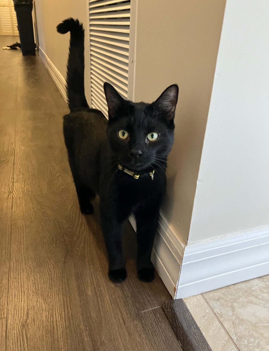 Caesar, an adoptable Domestic Short Hair in St Petersburg, FL, 33710 | Photo Image 1