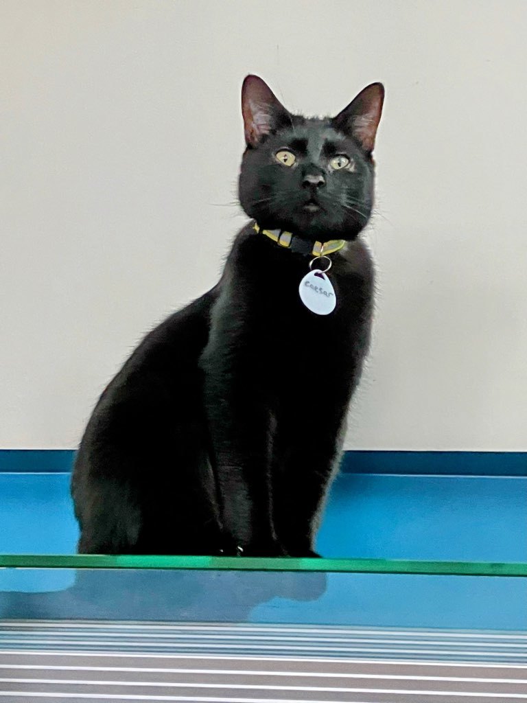 Caesar, an adoptable Domestic Short Hair in St Petersburg, FL, 33710 | Photo Image 2