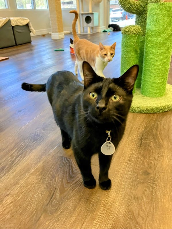 Caesar, an adoptable Domestic Short Hair in St Petersburg, FL, 33710 | Photo Image 3