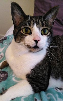 Nikko (fka Cat), an adoptable Domestic Short Hair in St Petersburg, FL, 33710 | Photo Image 1