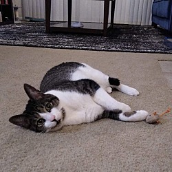 Nikko (fka Cat), an adoptable Domestic Short Hair in St Petersburg, FL, 33710 | Photo Image 2