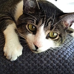 Nikko (fka Cat), an adoptable Domestic Short Hair in St Petersburg, FL, 33710 | Photo Image 3