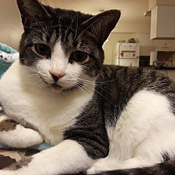 Nikko (fka Cat), an adoptable Domestic Short Hair in St Petersburg, FL, 33710 | Photo Image 4