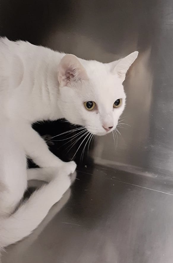 Saturn 0613, an adoptable Domestic Short Hair in St Petersburg, FL, 33710 | Photo Image 1