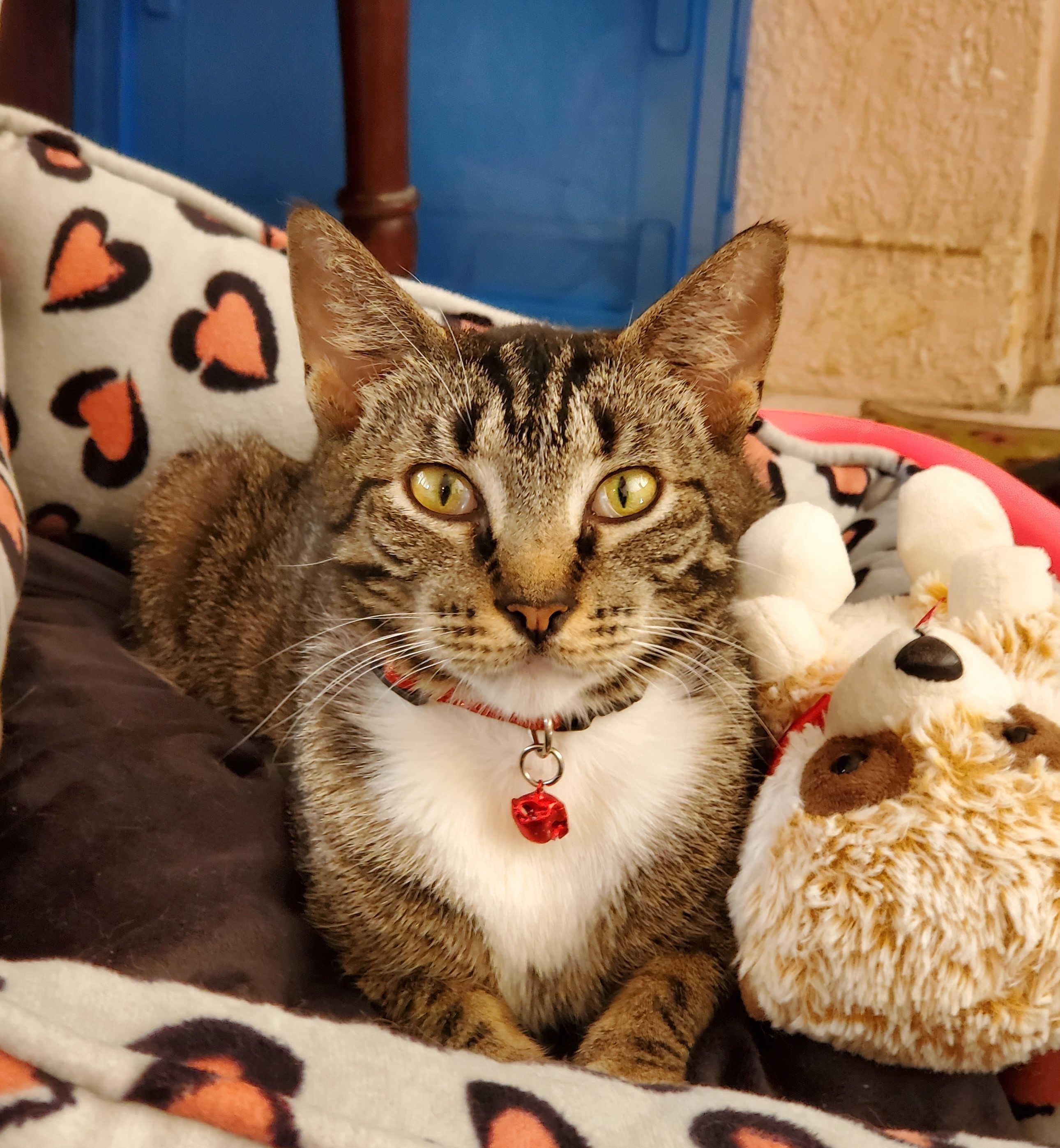 Abbey fka Astrid, an adoptable Domestic Short Hair in St Petersburg, FL, 33710 | Photo Image 1