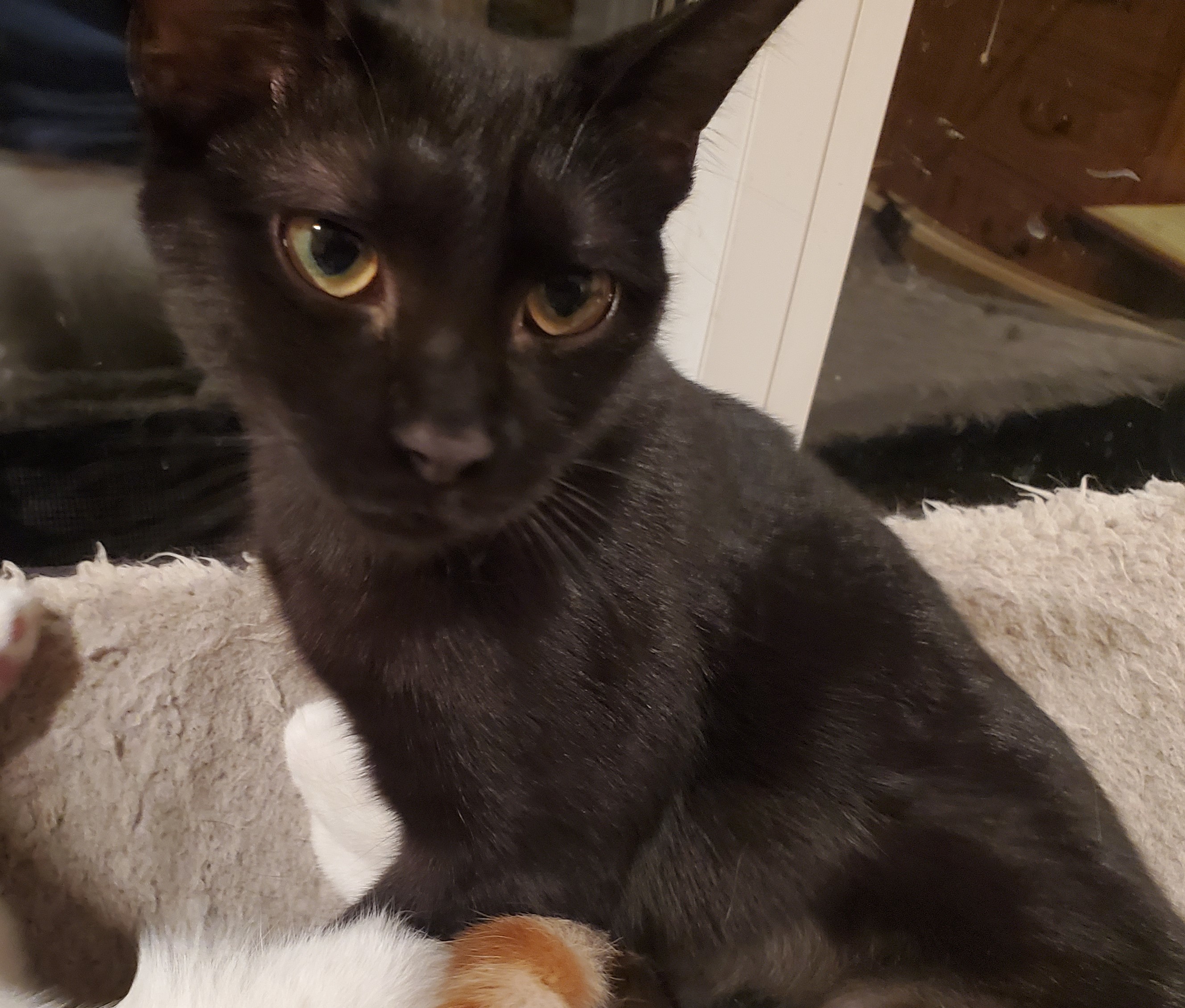 A Train, an adoptable Domestic Short Hair in St Petersburg, FL, 33710 | Photo Image 1