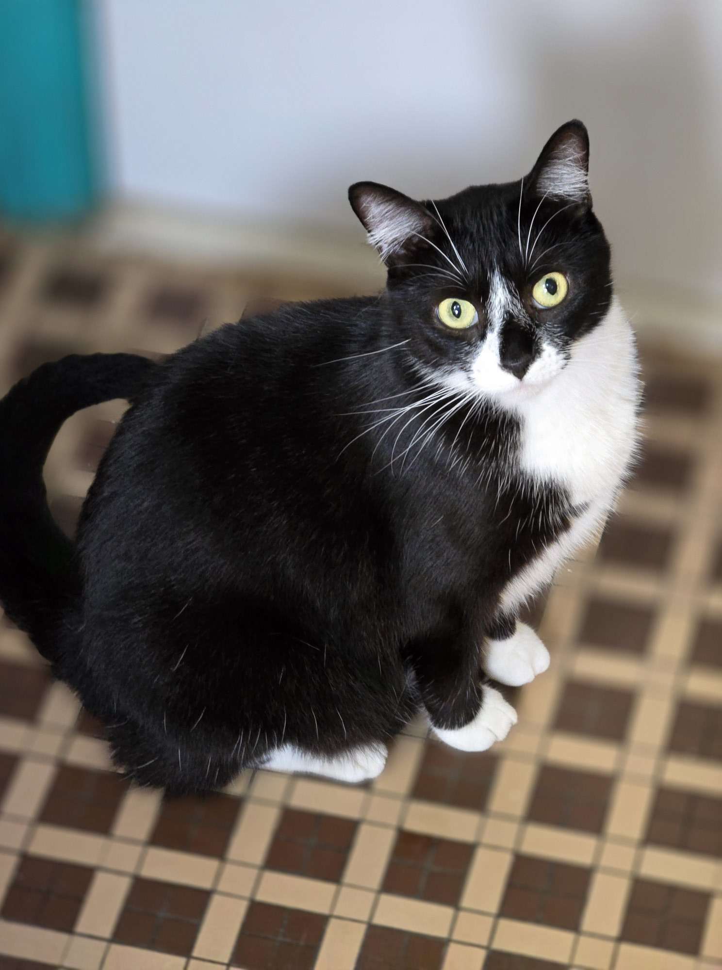 Baby Biscuits, an adoptable American Shorthair in St Petersburg, FL, 33710 | Photo Image 1