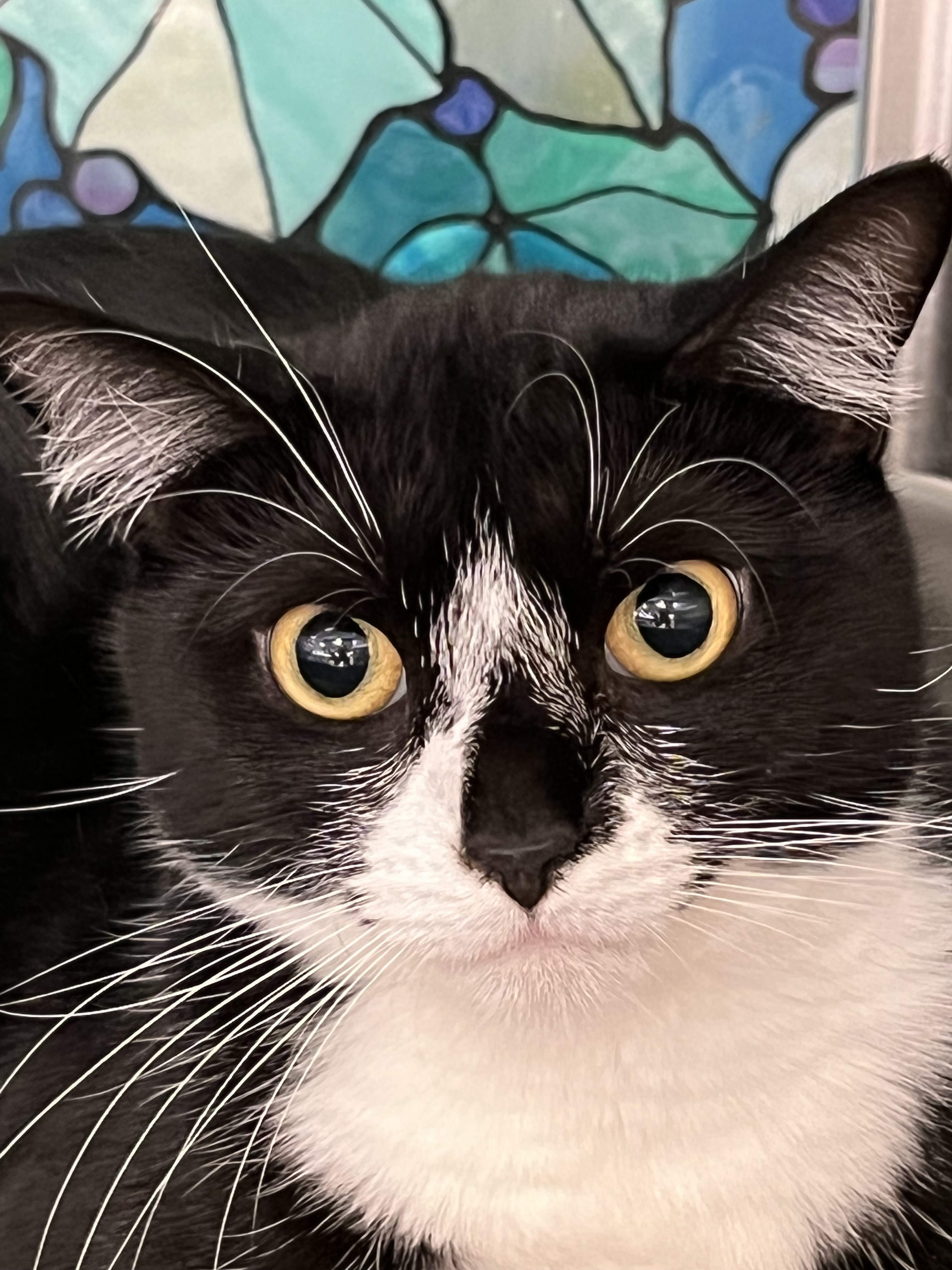 Baby Biscuits, an adoptable American Shorthair in St Petersburg, FL, 33710 | Photo Image 3