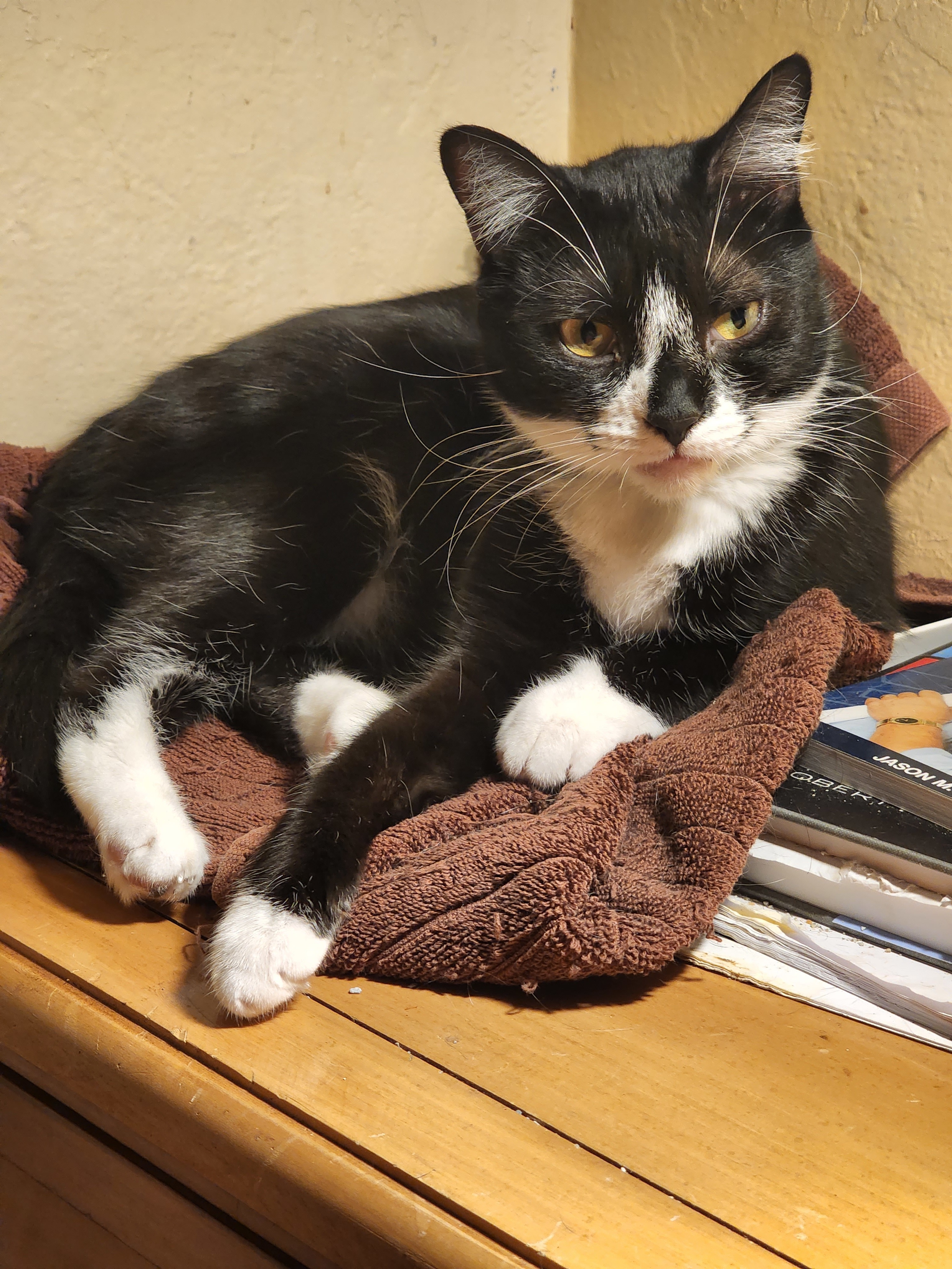 Baby Biscuits, an adoptable American Shorthair in St Petersburg, FL, 33710 | Photo Image 4