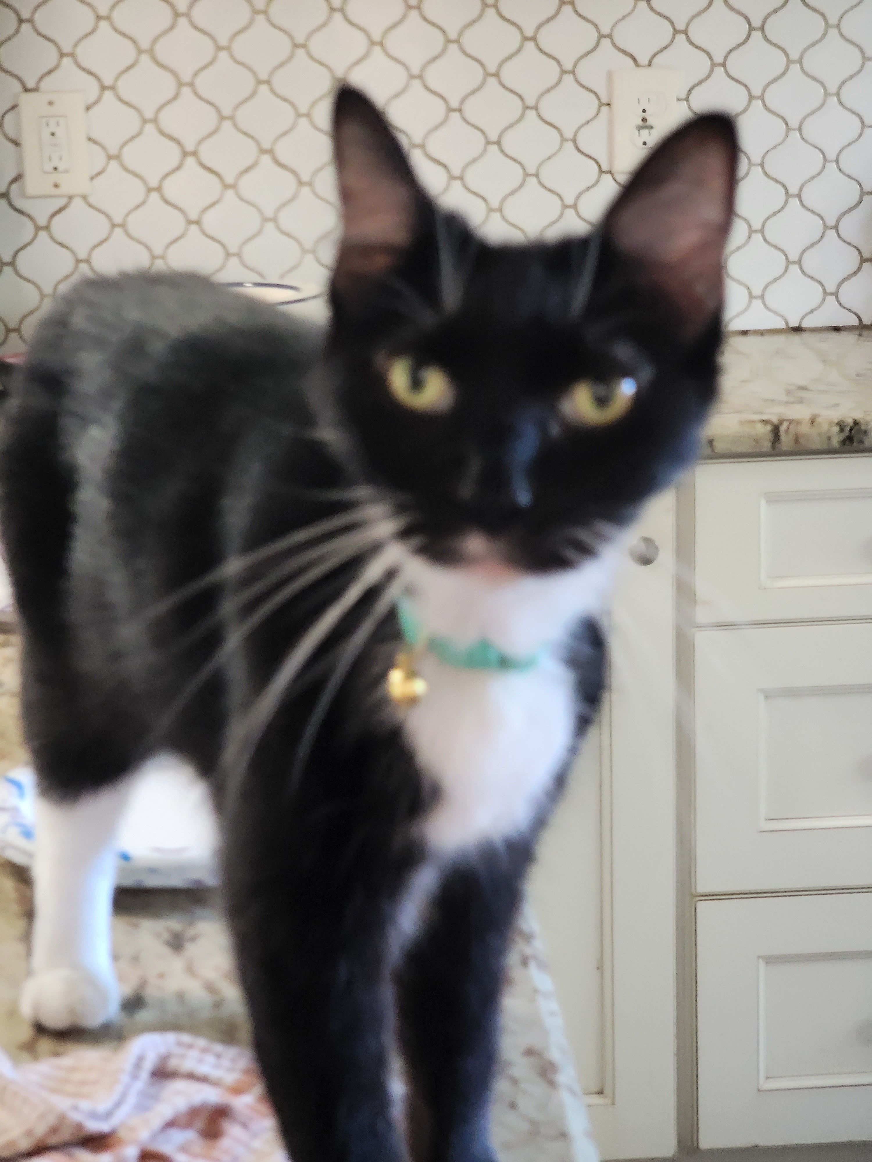 April, an adoptable Domestic Short Hair in St Petersburg, FL, 33710 | Photo Image 1