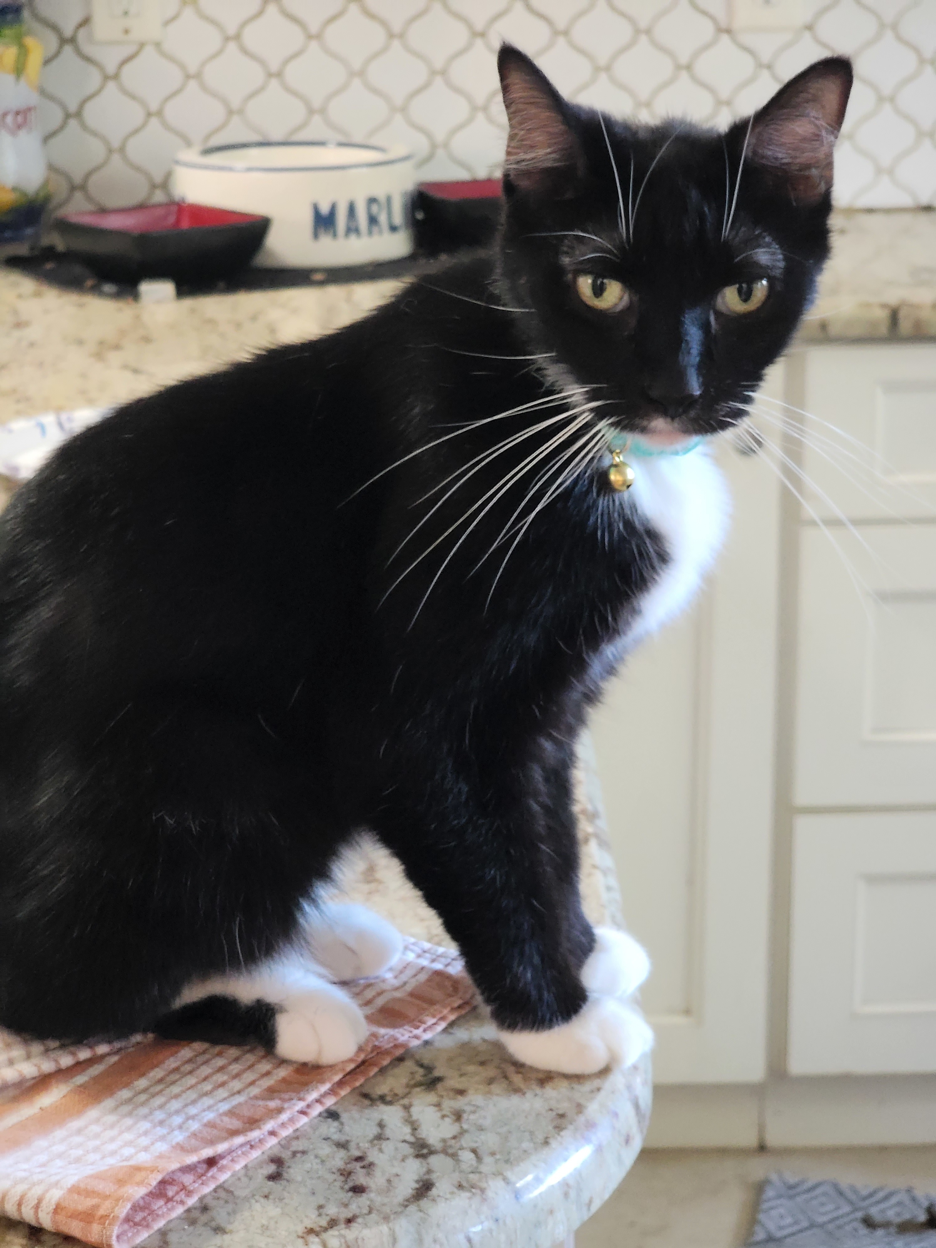 April, an adoptable Domestic Short Hair in St Petersburg, FL, 33710 | Photo Image 2