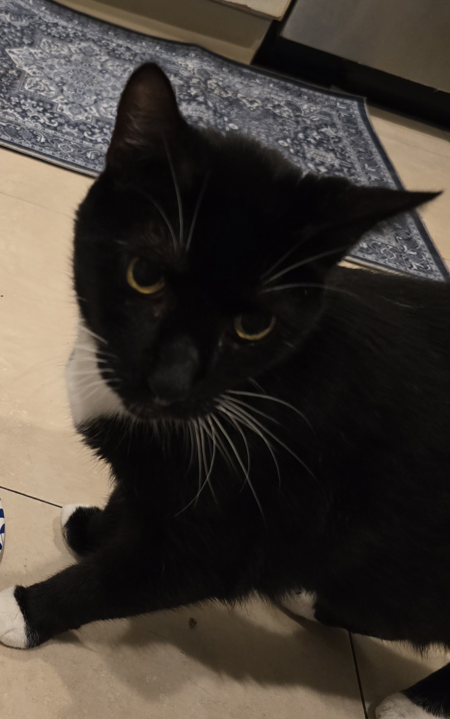 Indie, an adoptable Domestic Short Hair in St Petersburg, FL, 33710 | Photo Image 1